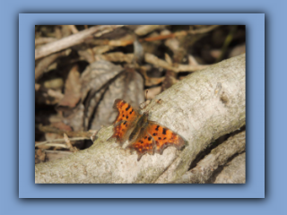 Comma Butterfly. Hetton Bogs. 14th April 2024 2_Prv.jpg